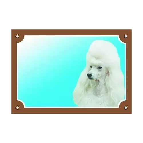 Barevná cedulka Pozor pes, Pudl světlý