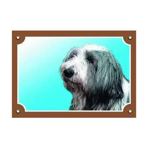 Barevná cedulka Pozor pes, Bearded kolie