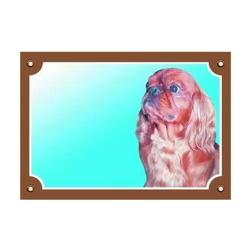 Barevná cedulka Pozor pes, Kavalír King Charles