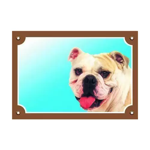 Barevná cedulka Pozor pes, Buldog anglický