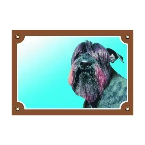 Barevná cedulka Pozor pes, Knírač černý