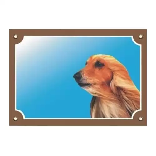 Barevná cedulka Pozor pes, Afghánský chrt