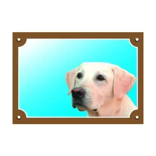Barevná cedulka Pozor pes, Labrador světlý