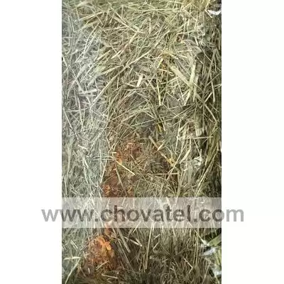 apetitjohnnyhayherbs800gkslogo