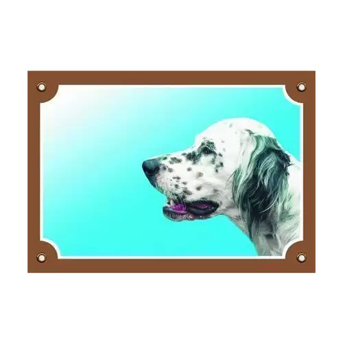 Barevná cedulka Pozor pes, Anglický setr bílý