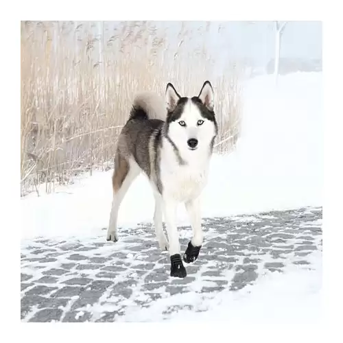 Ochranné boty WALKER ACTIVE, 2 ks S-M: např. sheltie