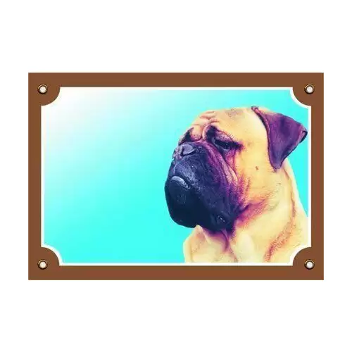 Barevná cedulka Pozor pes, Bullmastif