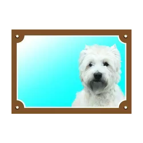 Barevná cedulka Pozor pes, West highland white terier